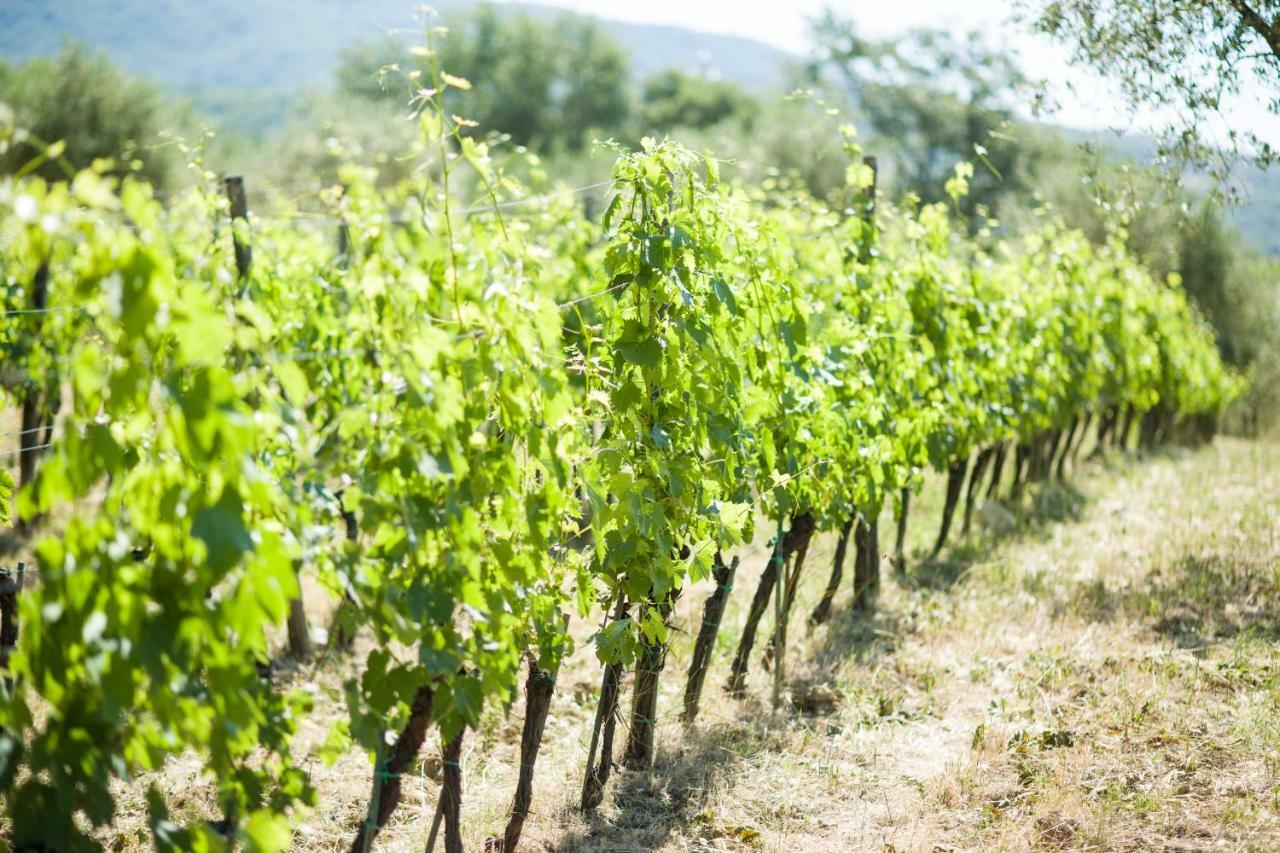 Bed & Breakfast Ancora Del Chianti *